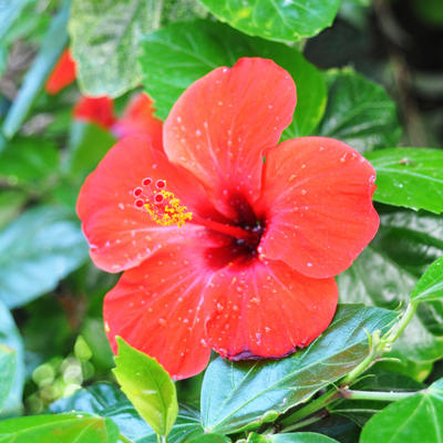  how to start hibiscus powder business in tamil
