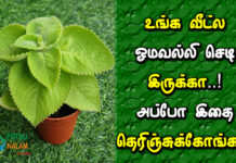multi purpose for omavalli plant in tamil