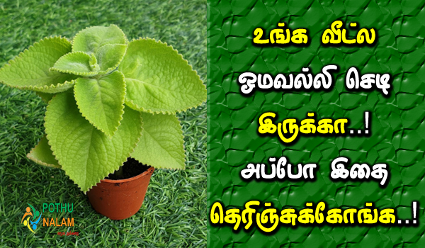 multi purpose for omavalli plant in tamil