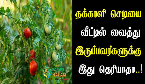 multi purpose for tomato plant in tamil