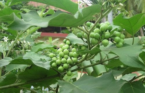  multipurpose of turkey berry in tamil