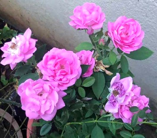 paneer rose plant