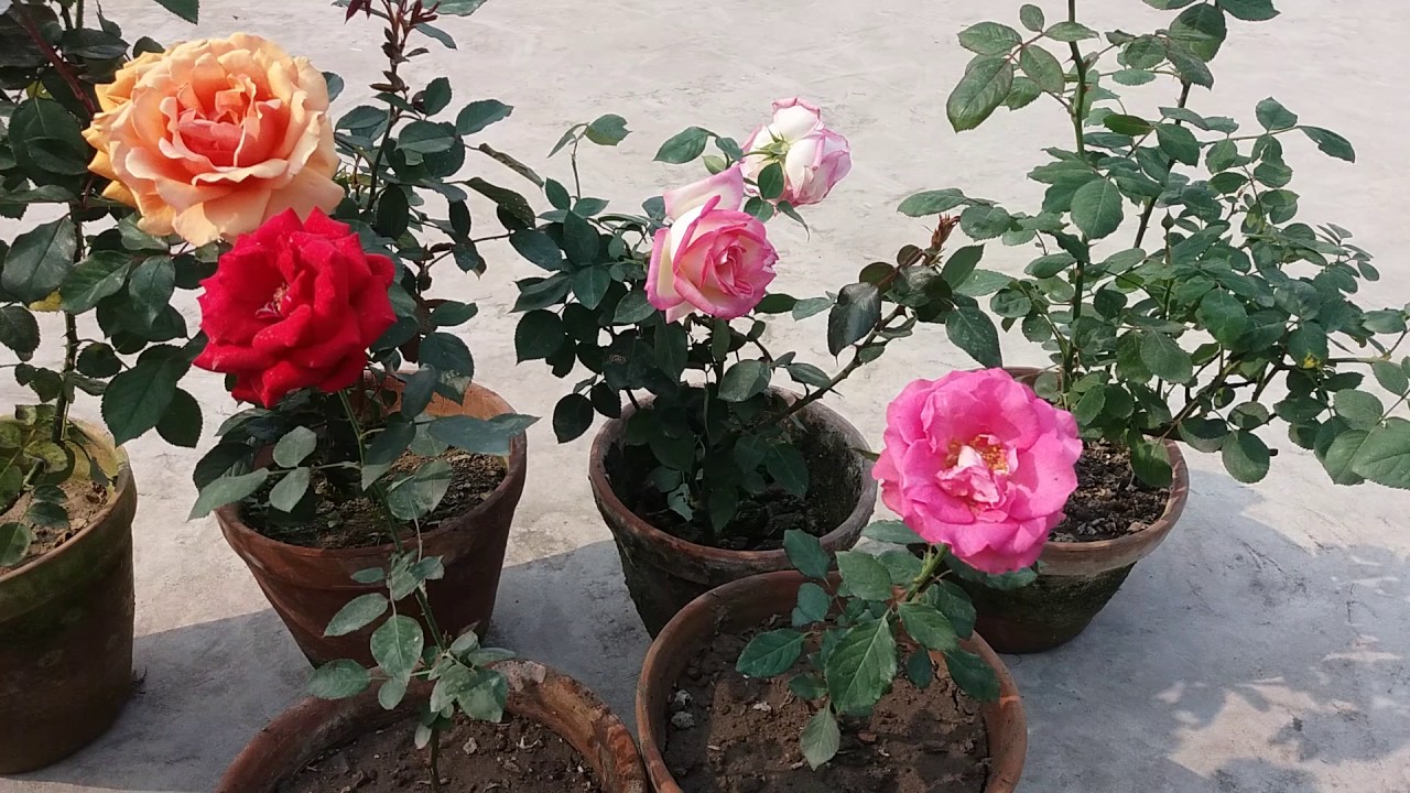  rose plant grow
