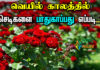 summer care of rose plant in tamil
