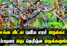 tamarind tree multi purpose in tamil