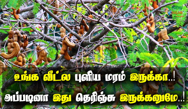 tamarind tree multi purpose in tamil