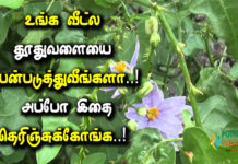 thuthuvalai multi purpose in tamil