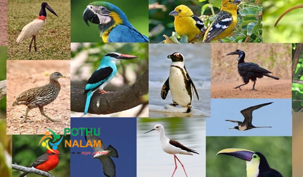 which bird can see the sun directly in tamil