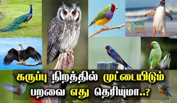 which birds that lay eggs in black in tamil