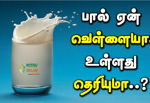 why is milk white in colour in tamil