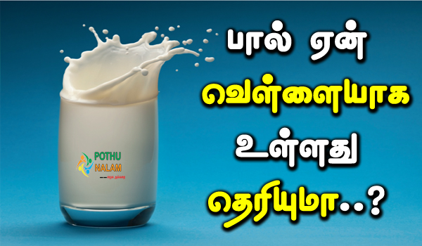 why is milk white in colour in tamil