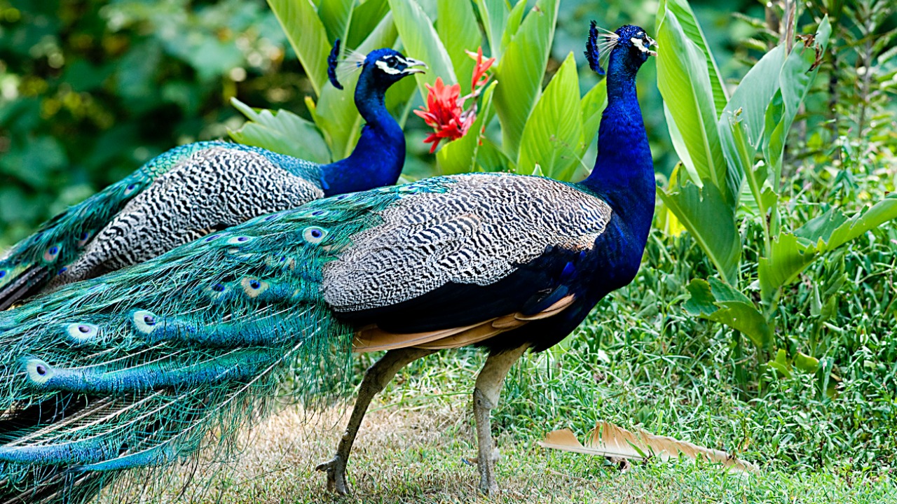 ஆங்கிலத்தில் Peacock எனப்பெயர் வரக் காரணம் என்ன