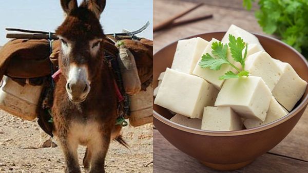 Donkey Milk Paneer Making Business Plan in Tamil