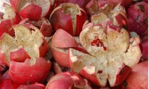  pomegranate peel powder business ideas in tamil