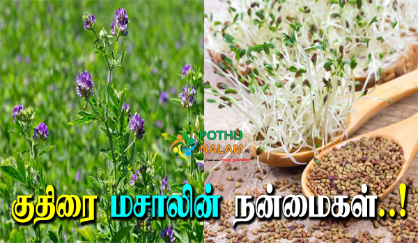 Alfalfa Benefits in Tamil