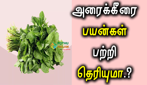 Arai Keerai Benefits in Tamil