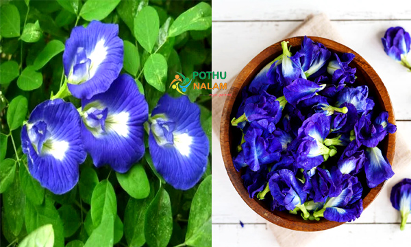 Butterfly Pea Flower in Tamil