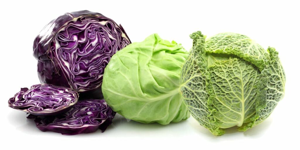 Difference Between Red Cabbage and Green Cabbage in Tamil