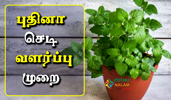 How To Grow Mint At Home in Tamil