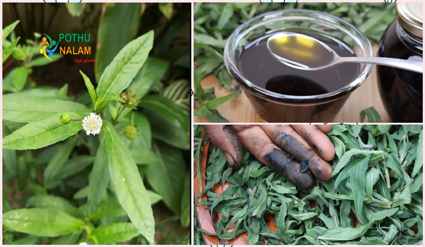 How to Make Bhringraj Oil for Hair Growth at Home in Tamil