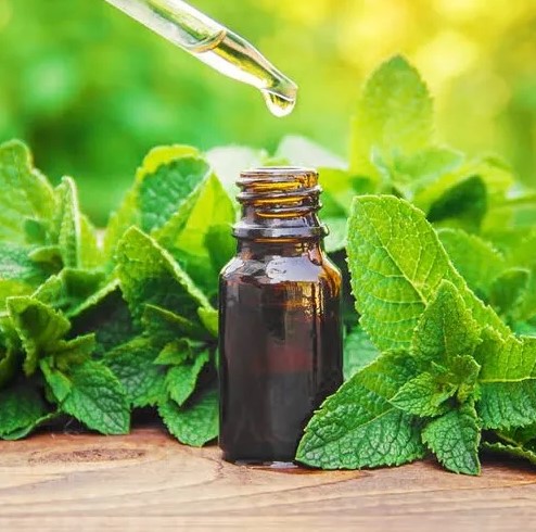 Mint Essential Oil Making Business Paln in Tamil