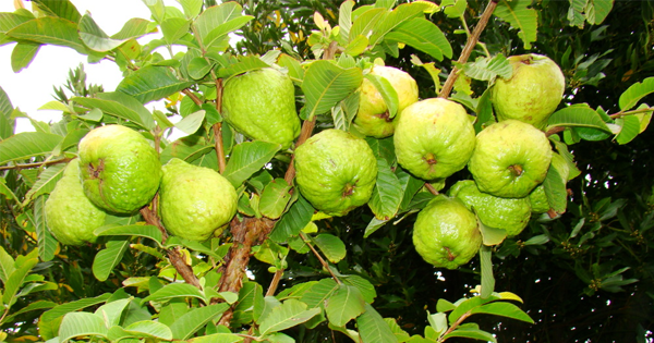 Natural Fertilizer for Guava Tree in Tamil