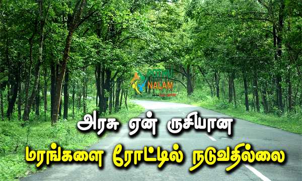 Why doesn't the government plant fruit bearing trees on the road in tamil