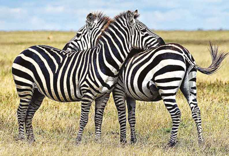 Zebra Animal Information in Tamil