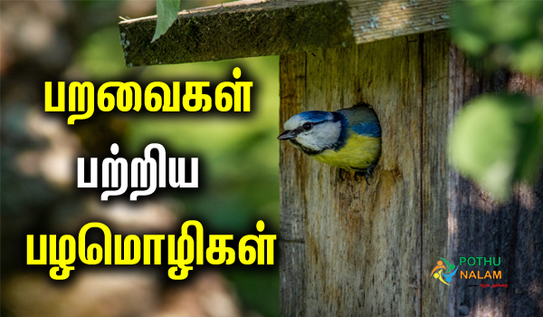 bird proverbs in tamil