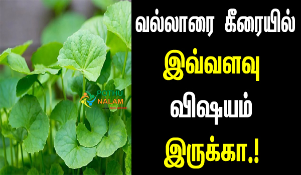 brahmi leaves in tamil