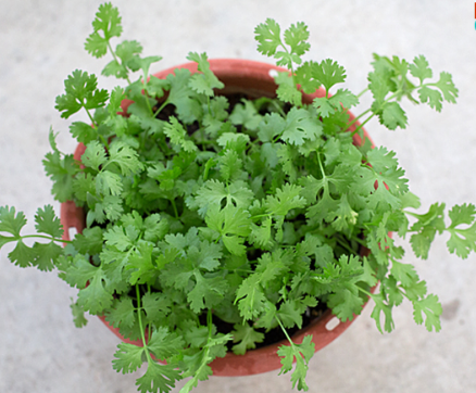 how to grow coriander at home from seeds in tamil