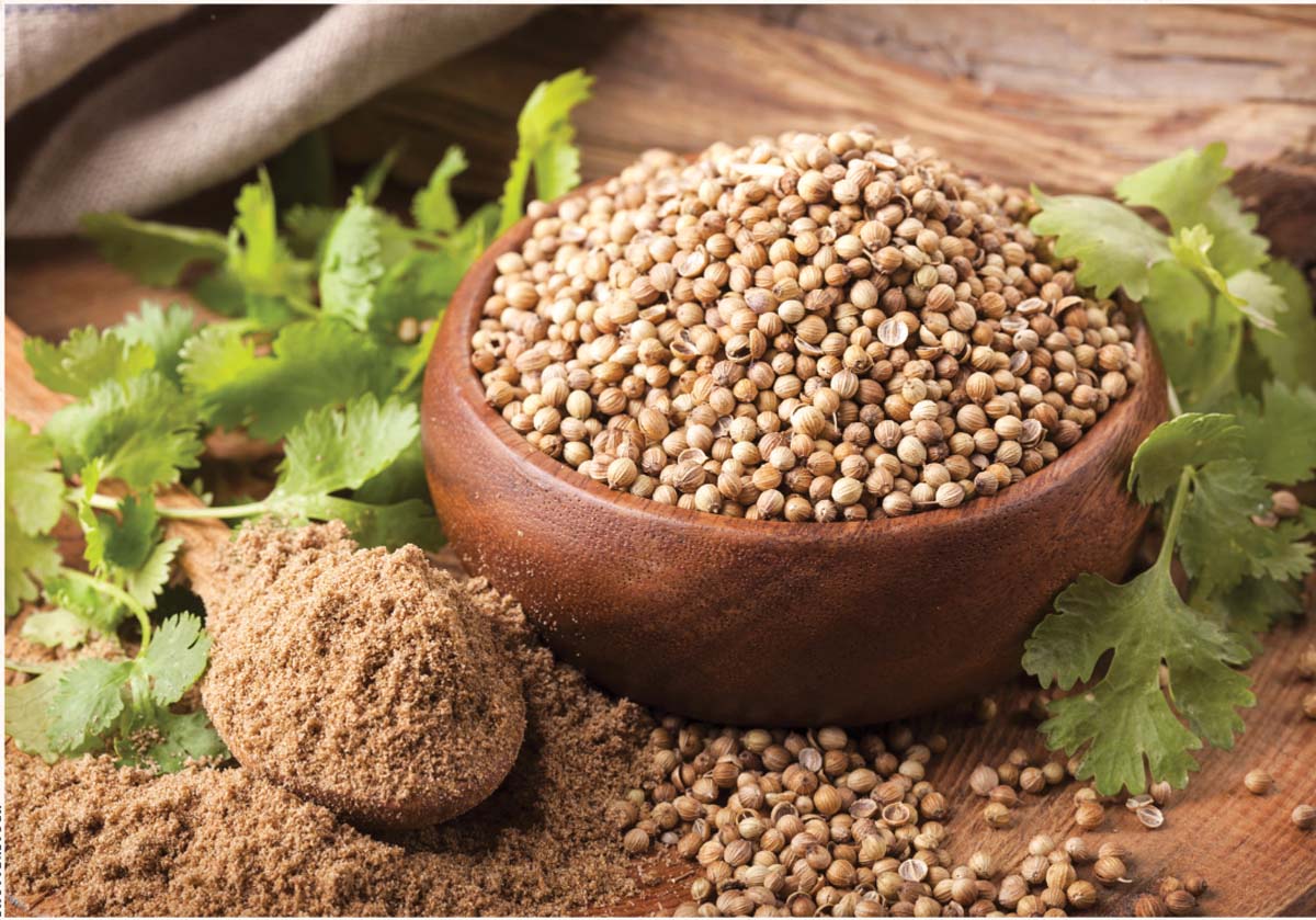  information about coriander seeds in tamil