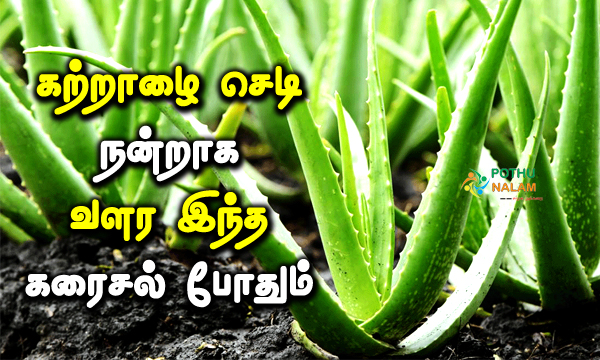 Aloe Vera To Grow Faster Fertilizer in Tamil