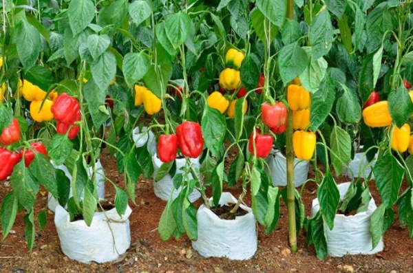 How To Grow Capsicum At Home in Tamil