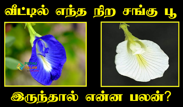 Lucky Plants for Home in Tamil