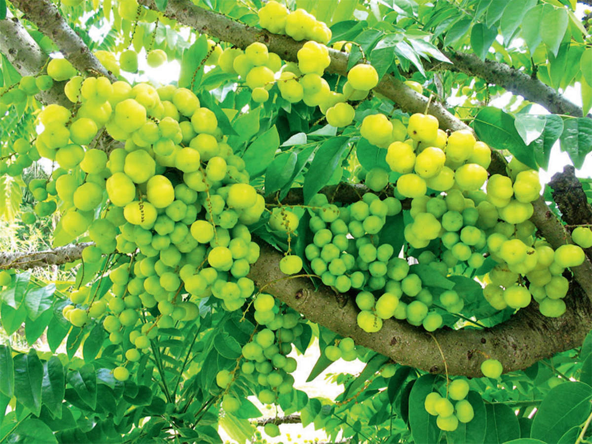Natural Fertilizer for Gooseberry Tree in Tamil