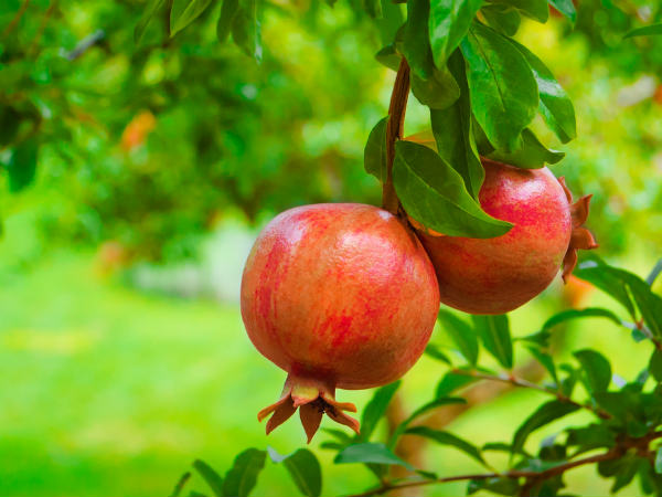 Pomegranate Multi Purpose in Tamil