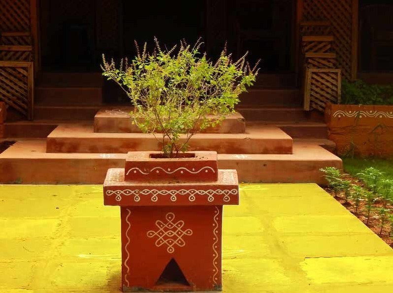 Which Tulsi is Best For Home As Per Vastu