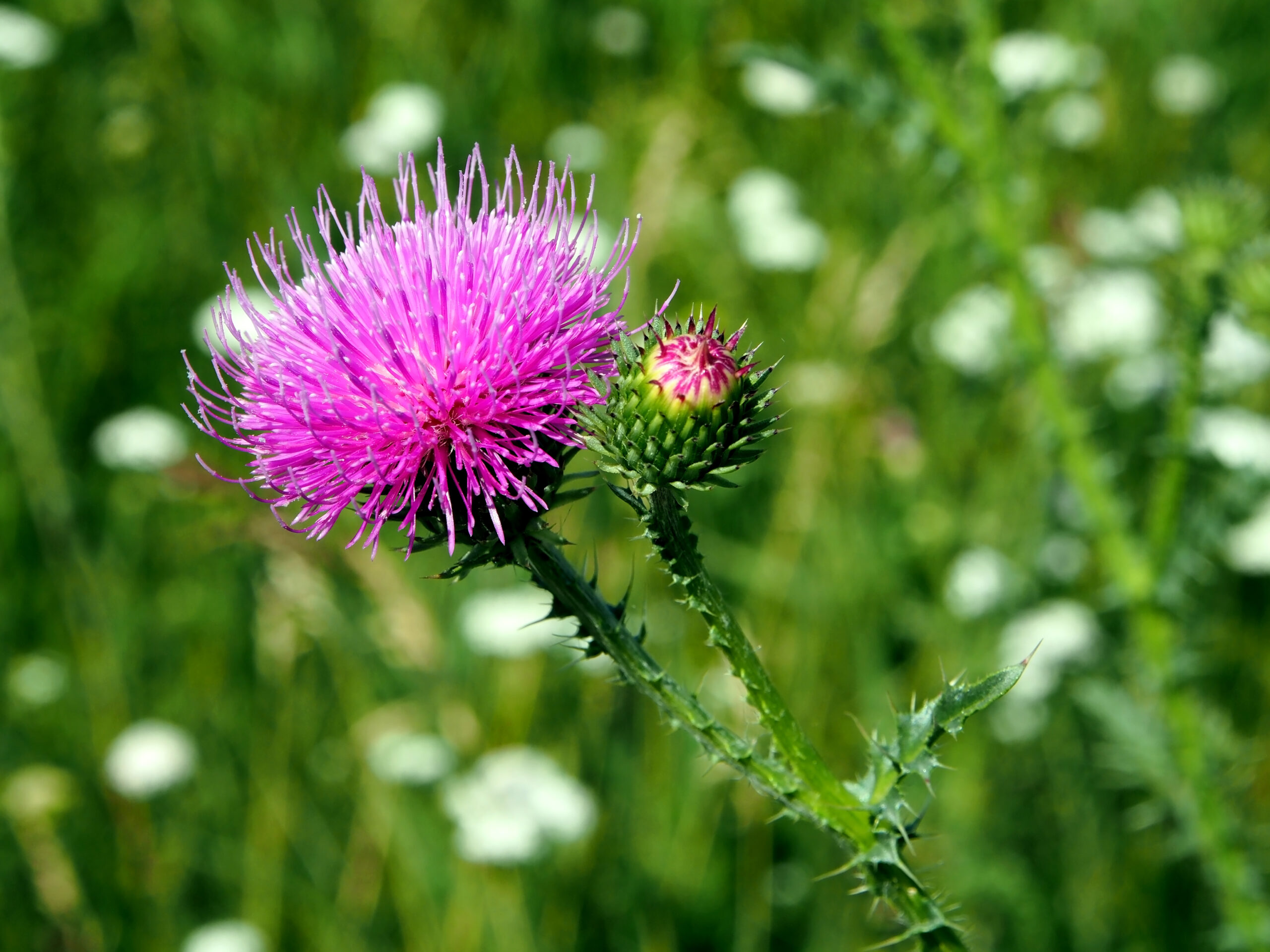information about milk thistle in tamil