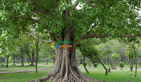 peepal tree in tamil name