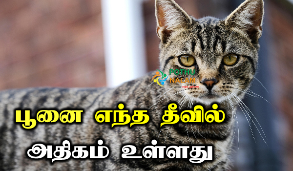 which island has the most cats in tamil