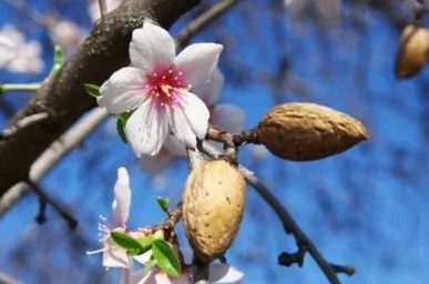 Almond Information in Tamil