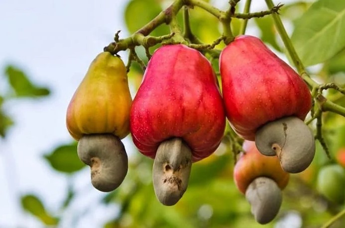 Cashew nuts multipurpose in tamil