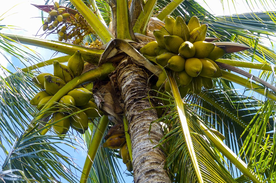 Homemade Fertilizer for Coconut Tree in Tamil