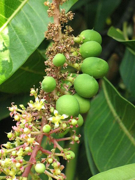 Mango Tree Flowering Fertilizer in Tamil