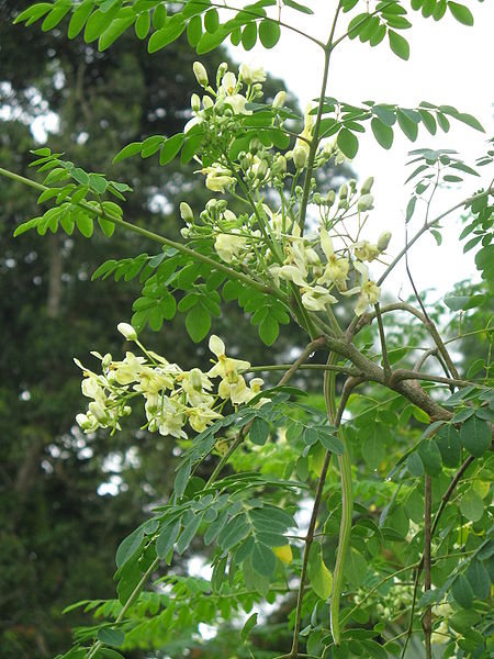 Moringa tree plant in Tamil