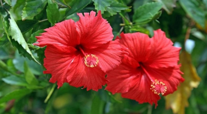 Natural Fertilizer for Hibiscus Plant in Tamil