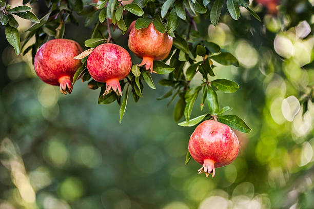 Pomegranate Tree Information in Tamil