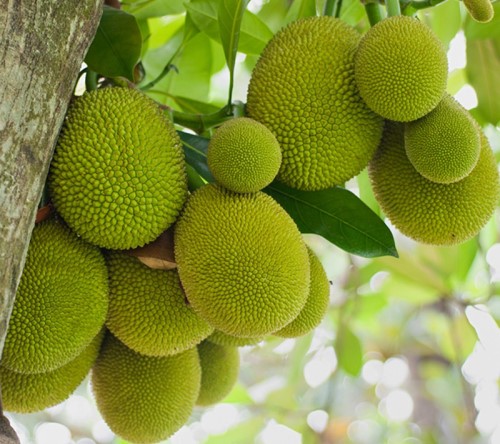  how best to grow jackfruit in tamil