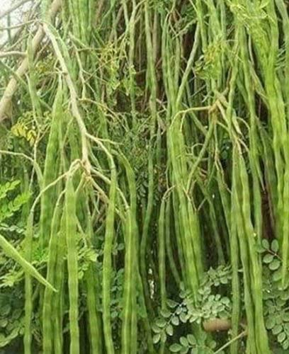  how to grow moringa tree in tamil
